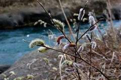 近くの川のなんかの草