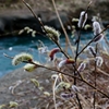 近くの川のなんかの草