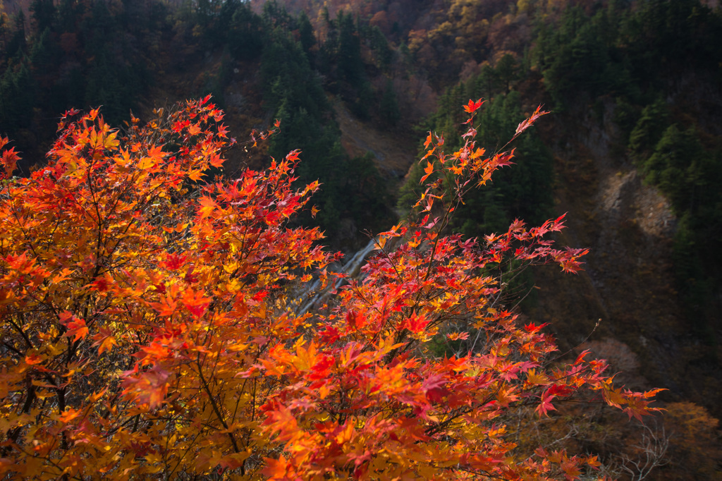 白山スーパー林道の赤色