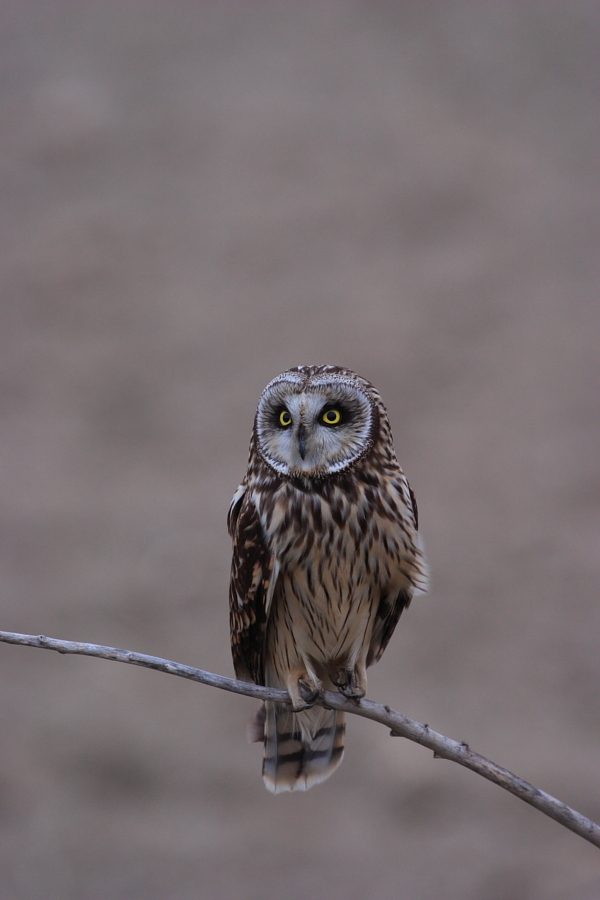 コミミズク再び