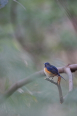 青い鳥みつけた