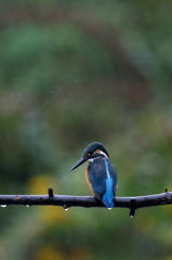 思い出の写真　雨のカワセミ