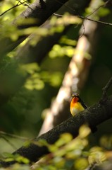 春の訪問者・キビタキ