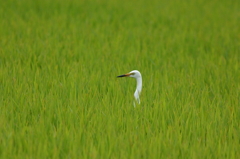 田んぼでかくれんぼ・チュウサギ