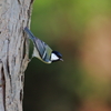 野山の鳥