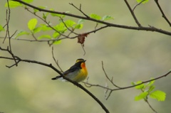 黄色いヒタキ・キビタキ