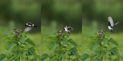 ノビタキ・ヒナへの給餌