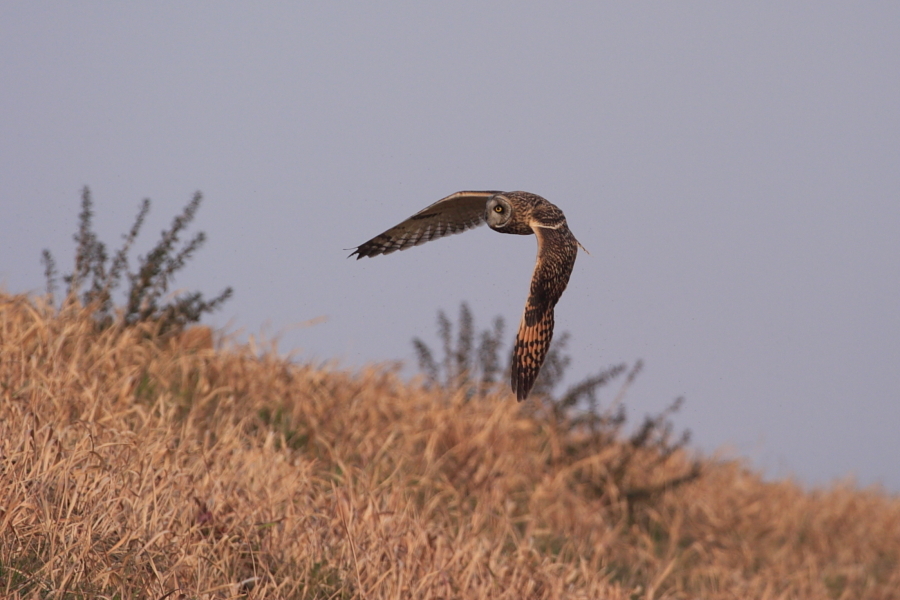 コミミズク飛翔