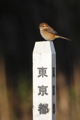 東京むすめ・モズ