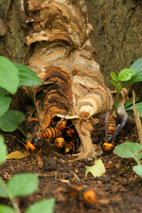 激写・オオスズメバチの巣作り