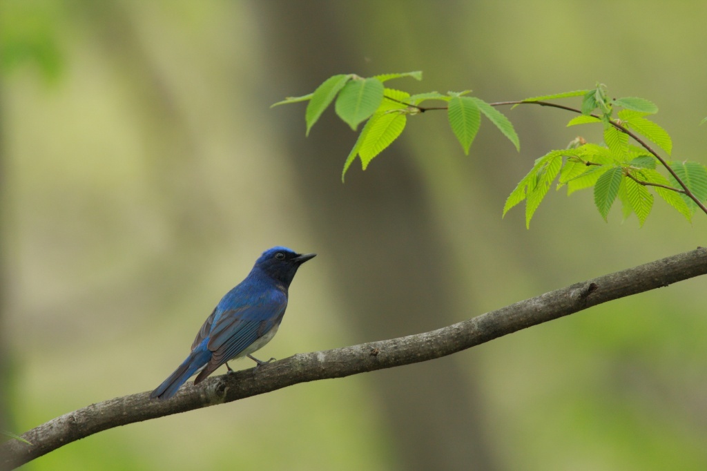 幸せの青い鳥・オオルリ