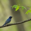 幸せの青い鳥・オオルリ