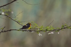 寂しいお花見・キビタキ