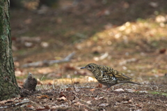 トラちゃん　おかえり！トラツグミ