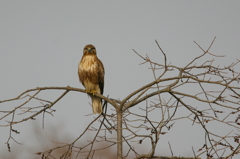 おっとり顔・ノスリ成鳥
