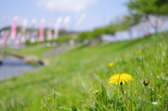 川辺の花