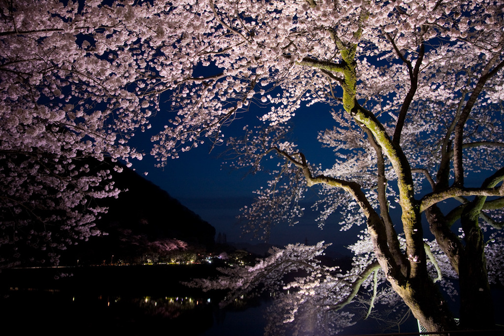 夜桜