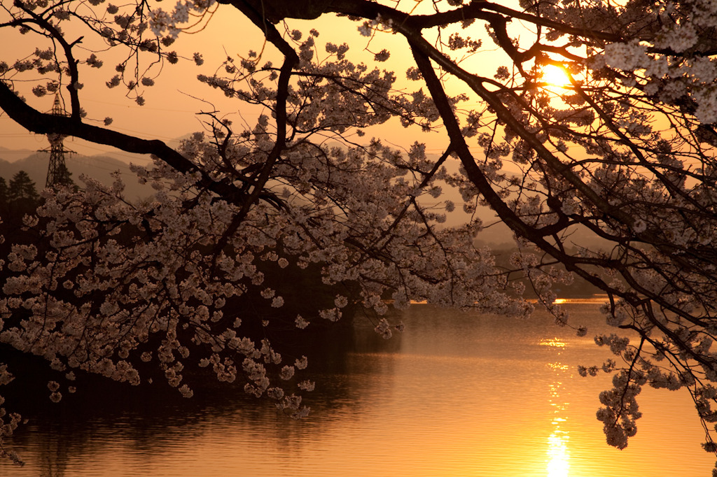 夕景のさくら