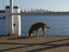 2010_0413 シドニー