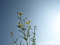 天高く花伸びる秋×ソラ