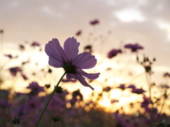 夕日コスモス×ソラ