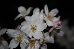 夜桜