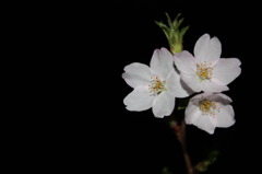 夜桜-2