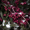 小雪