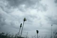 ５月の終わり