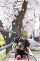 たまごとお花見