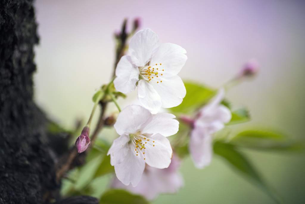 今年の桜２