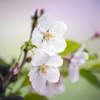 今年の桜２
