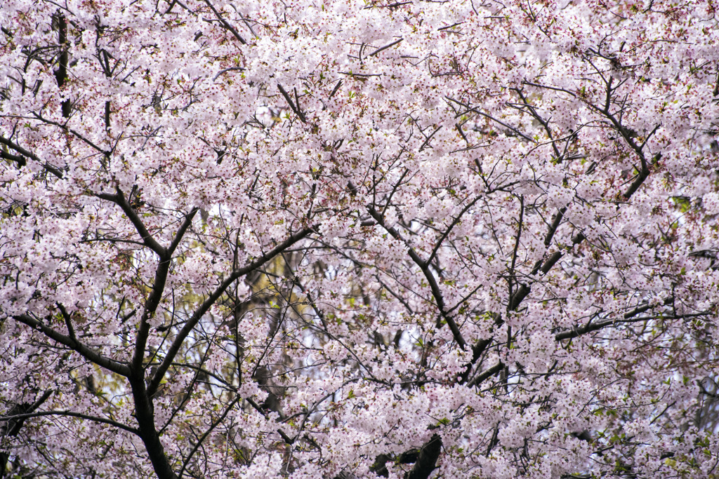 今年の桜