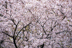 今年の桜