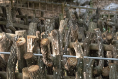 キノコの栽培？