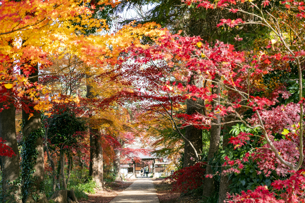 紅葉