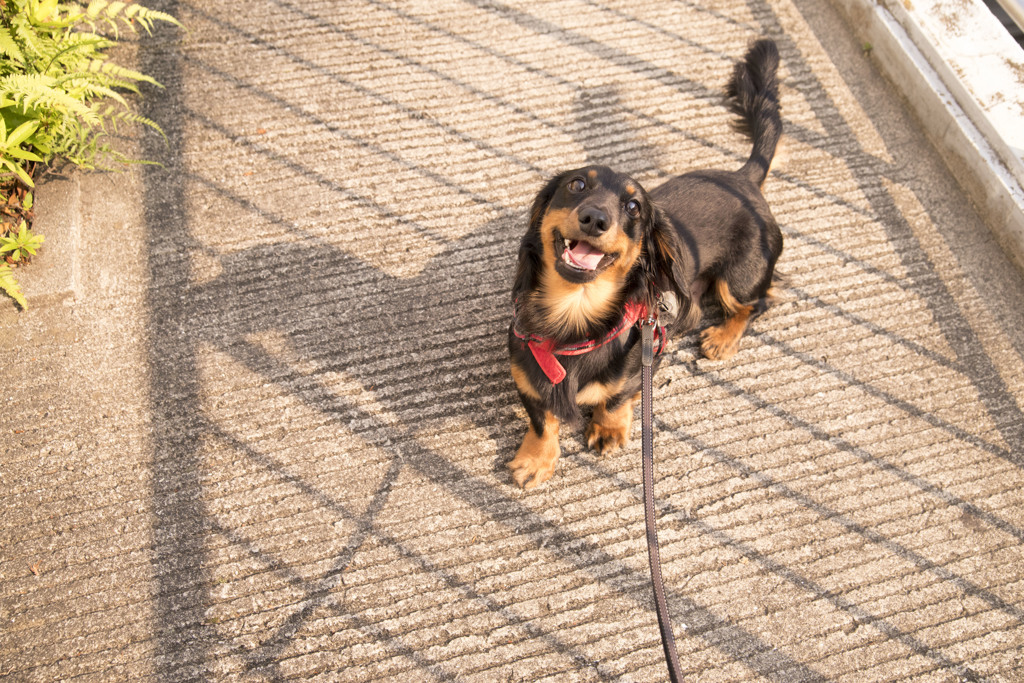 お散歩行こうよ