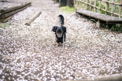 桜の花びら