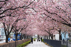 町の桜