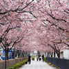 町の桜