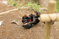 ゴロゴロ