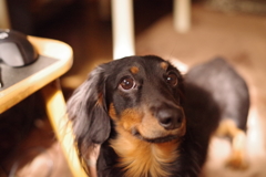 今日もお留守番わんこ