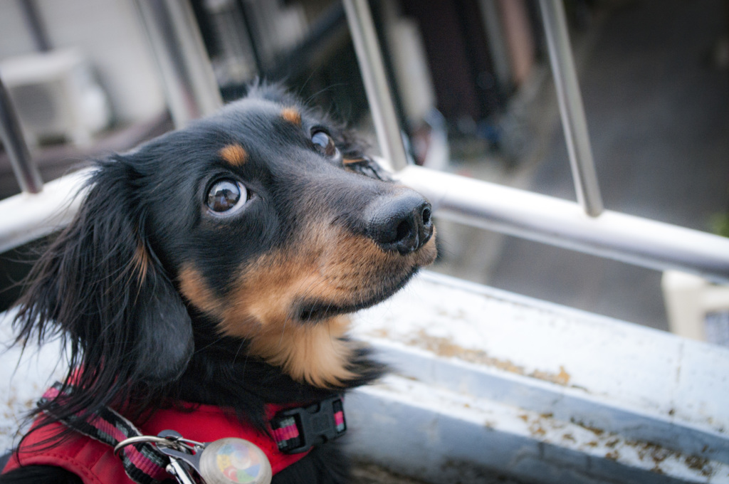 散歩が終わっちゃった