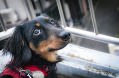 散歩が終わっちゃった