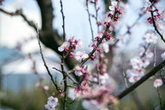 ぼちぼち