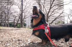 桜を見上げる
