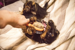 ブラシはきらい