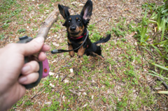 犬ロケット３