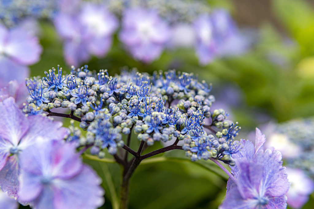 6月