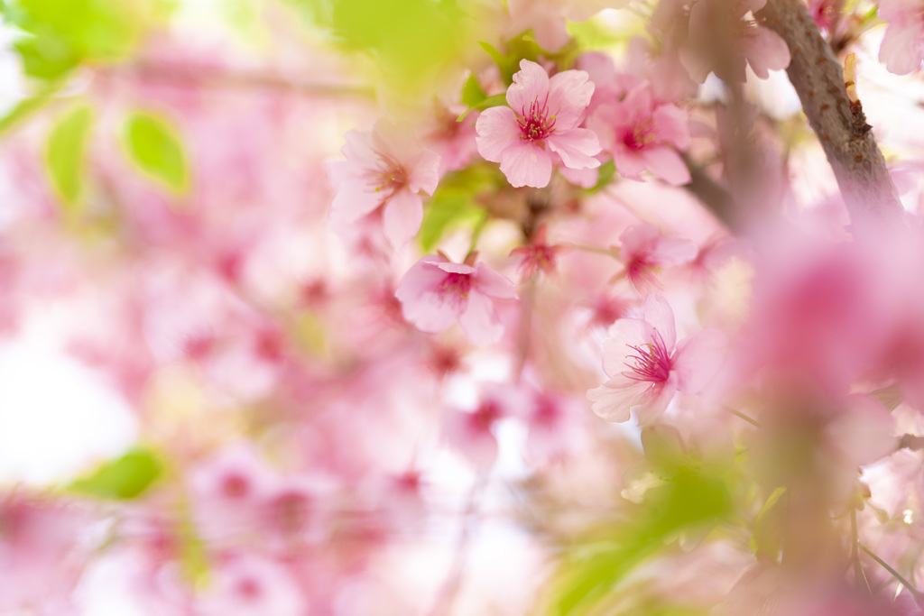 もう葉桜